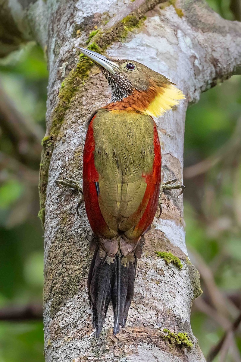 Checker-throated Woodpecker - ML632298438