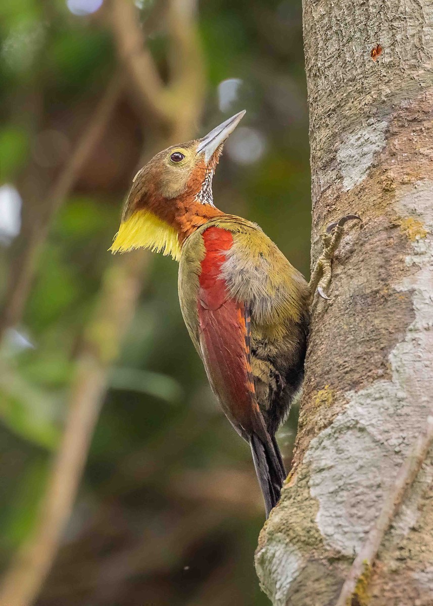 Checker-throated Woodpecker - ML632298439