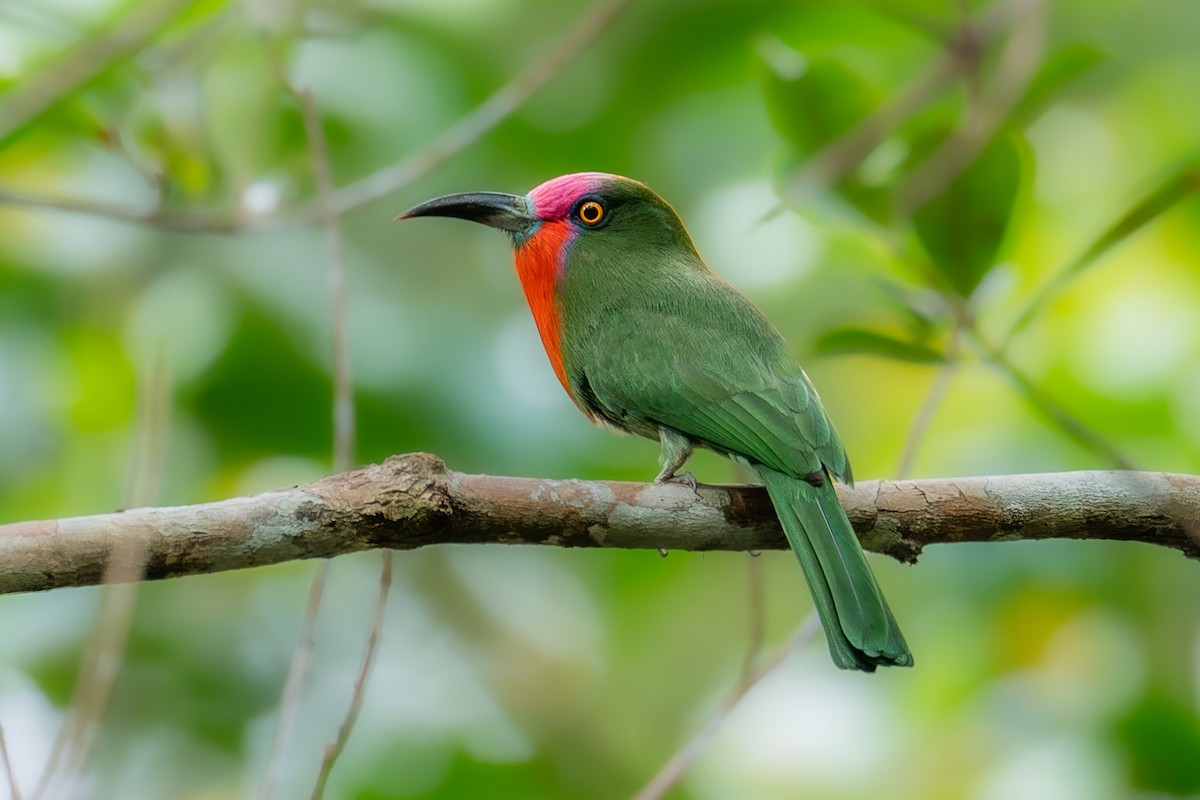 Red-bearded Bee-eater - ML632298451