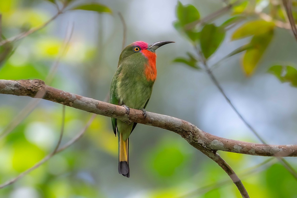 Red-bearded Bee-eater - ML632298452
