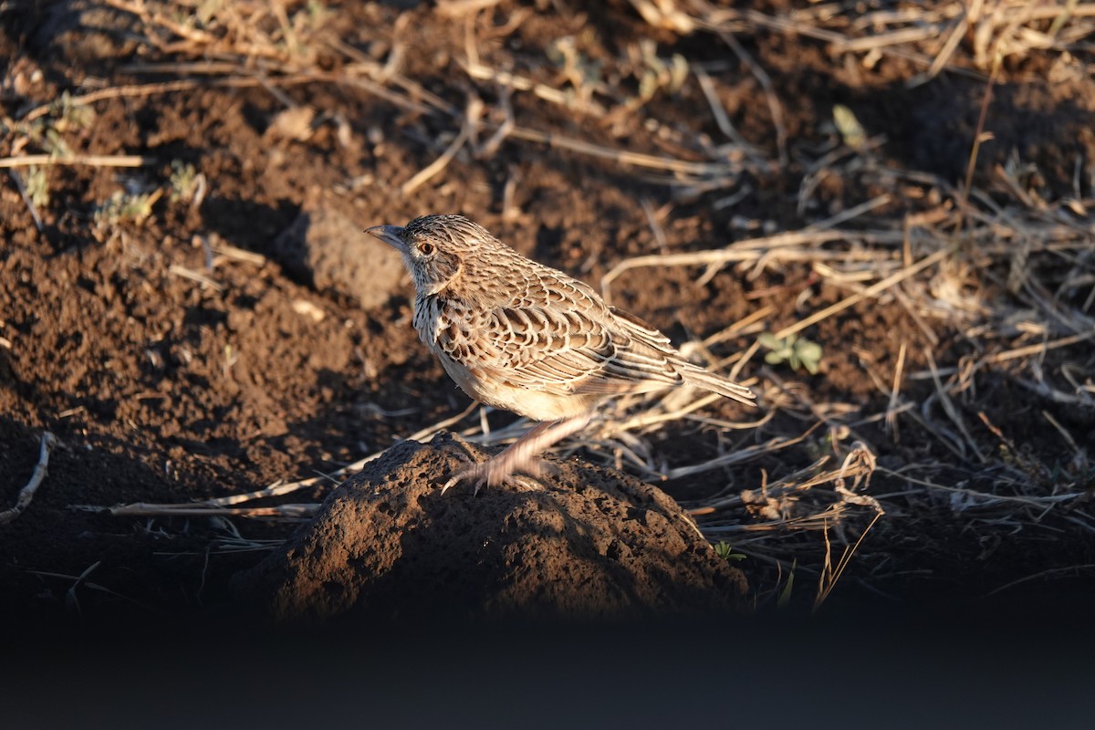 Red-winged Lark - ML632298543