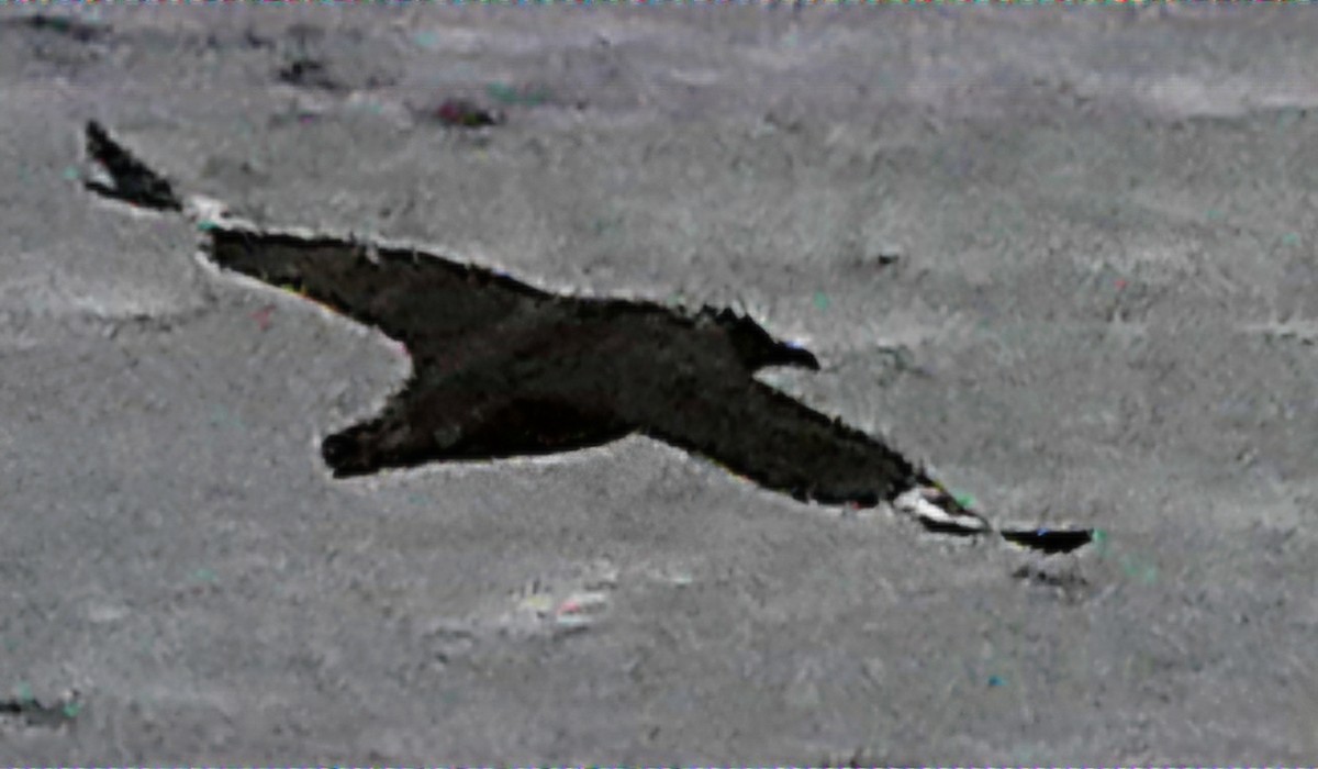 Chilean Skua - ML632298675