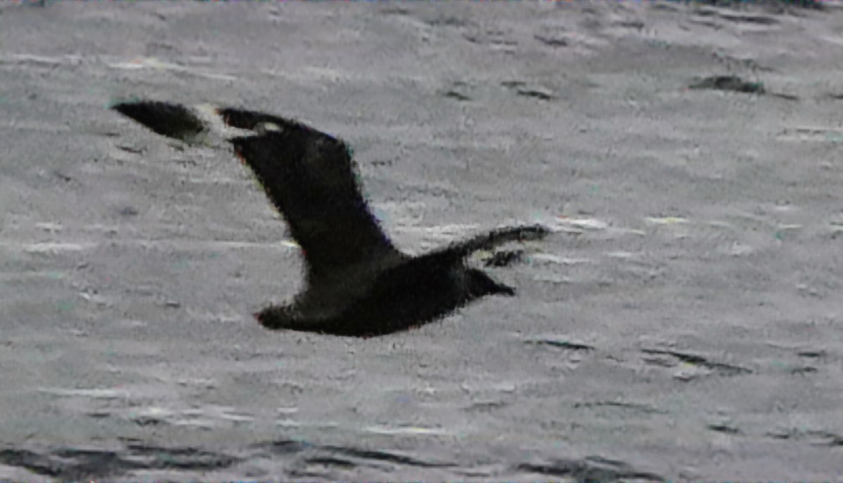 Chilean Skua - ML632298676