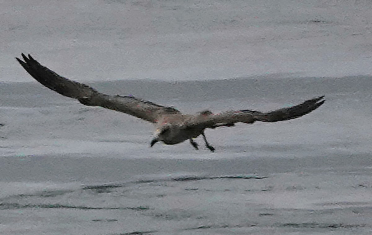 Gray Gull - ML632298681