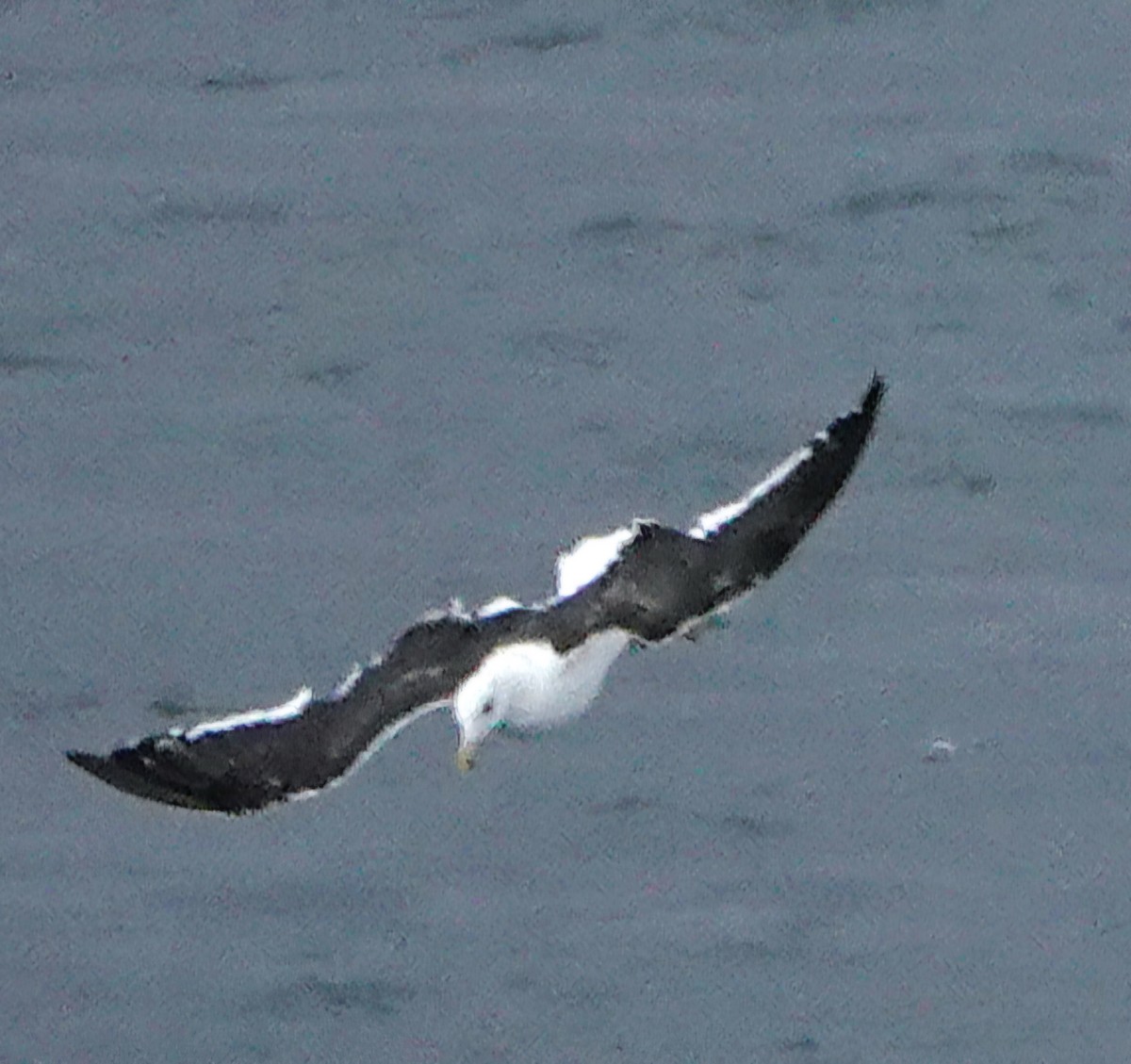 Kelp Gull - ML632298691