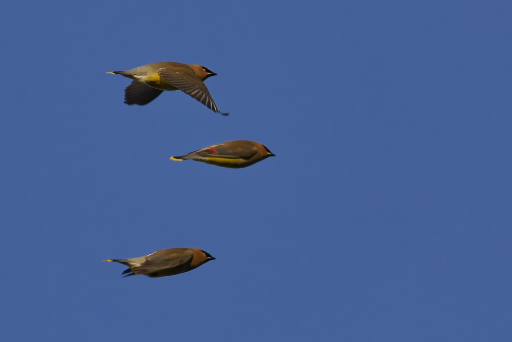 Cedar Waxwing - ML632298715