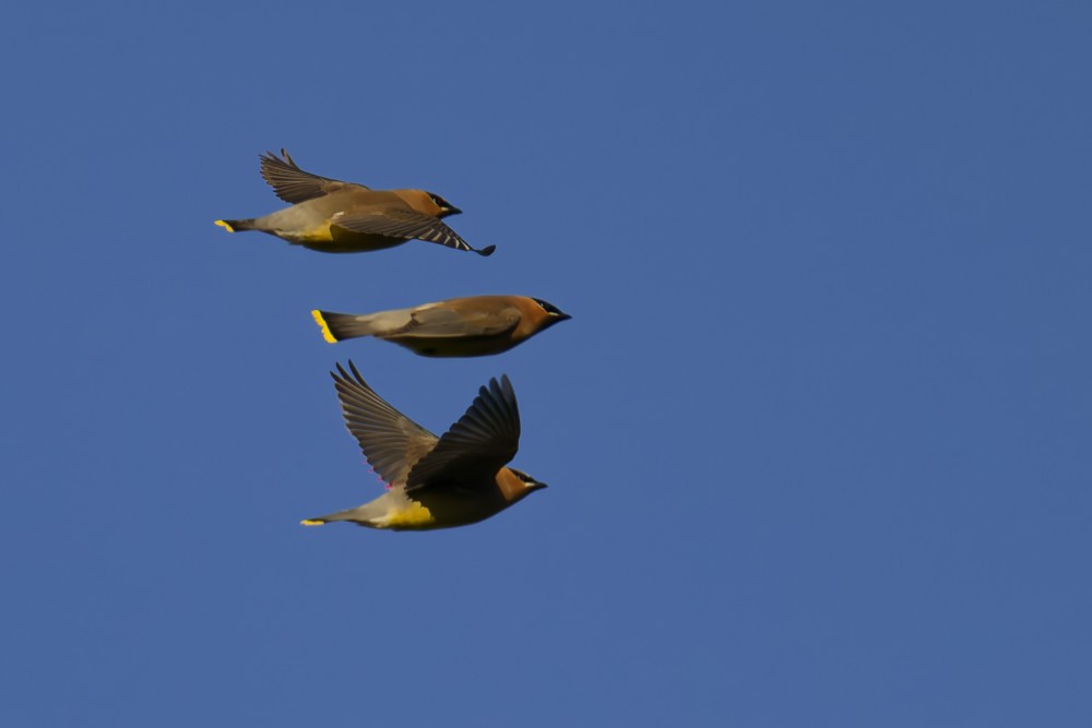 Cedar Waxwing - ML632298722