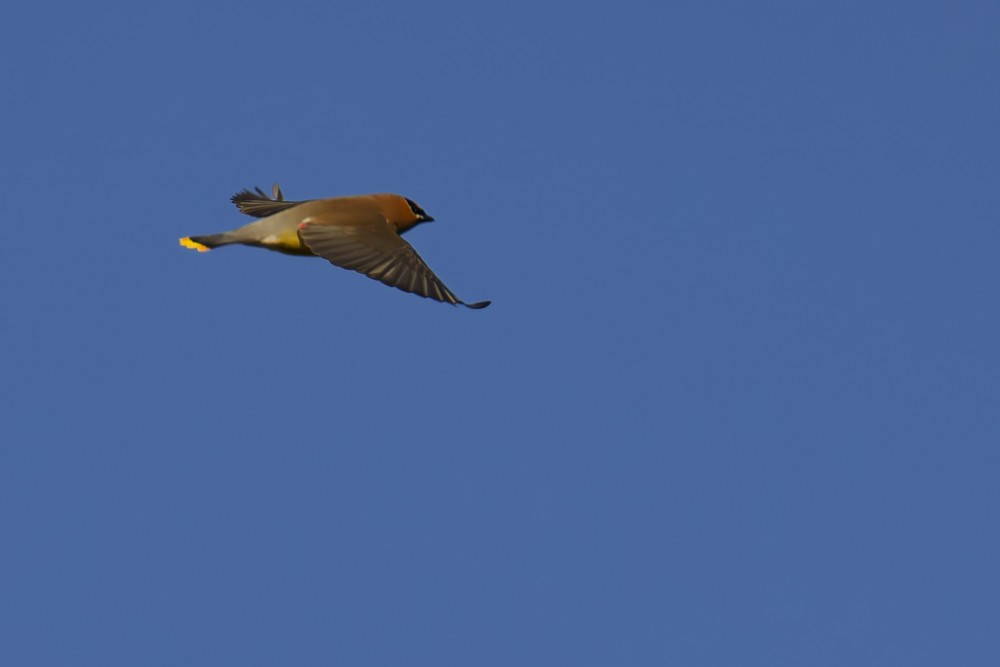 Cedar Waxwing - ML632298727