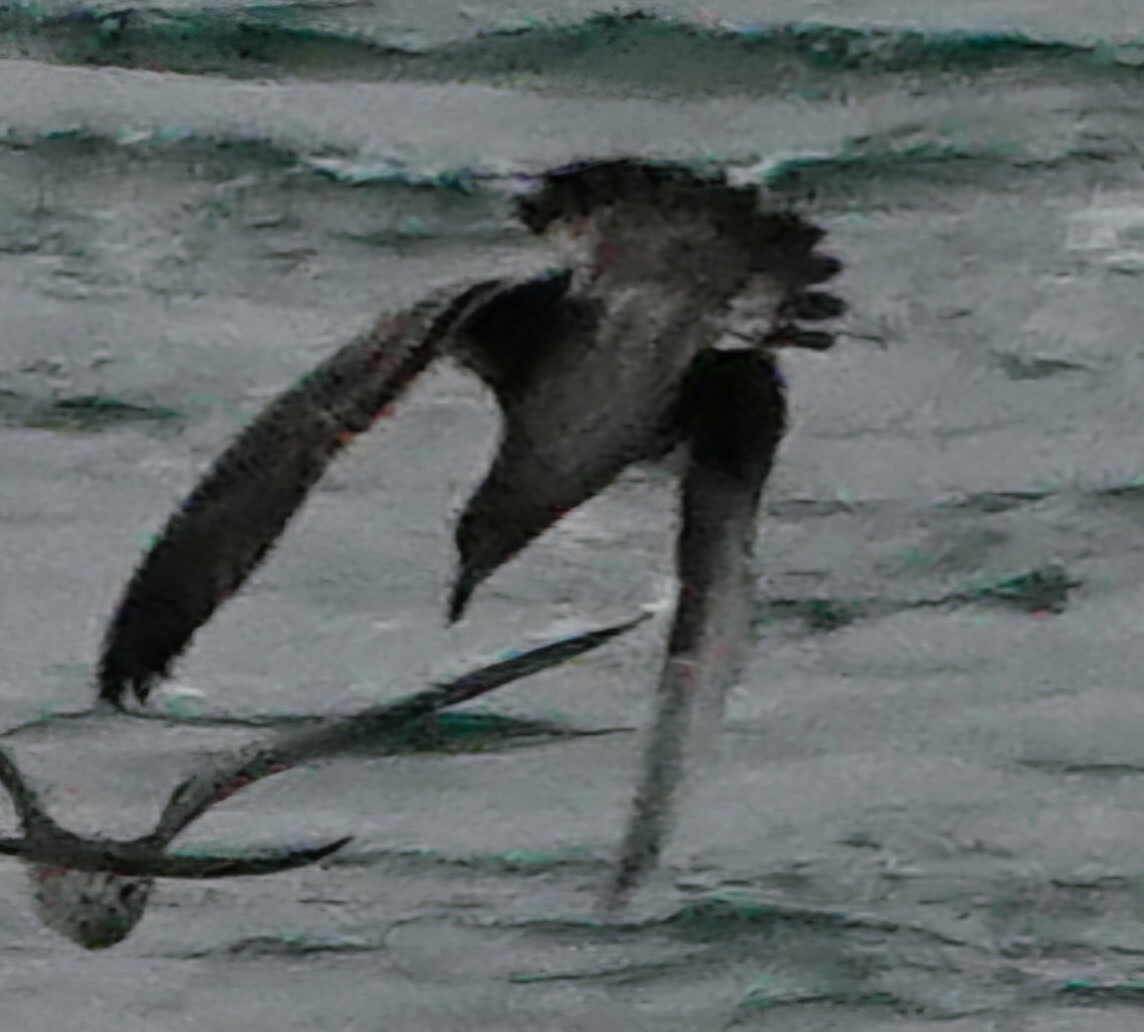 Sooty Shearwater - ML632298795