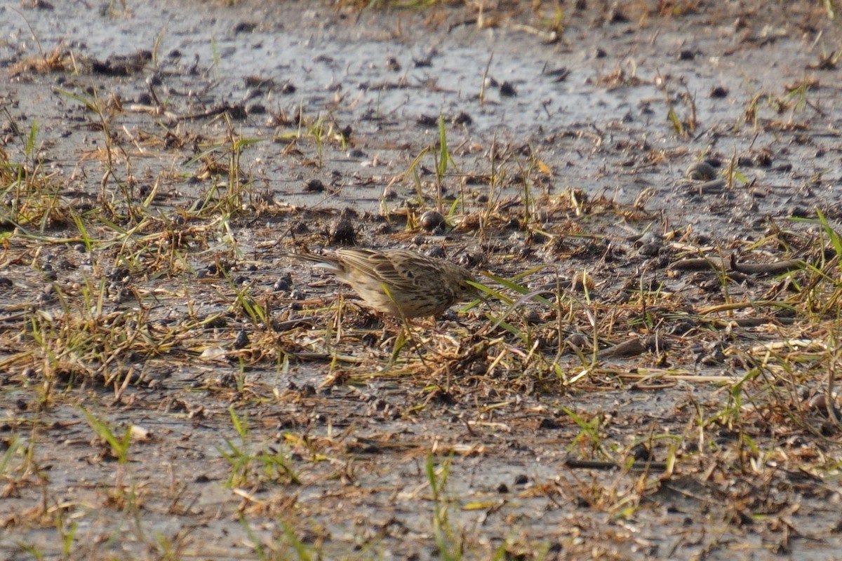 赤喉鷚 - ML632298834