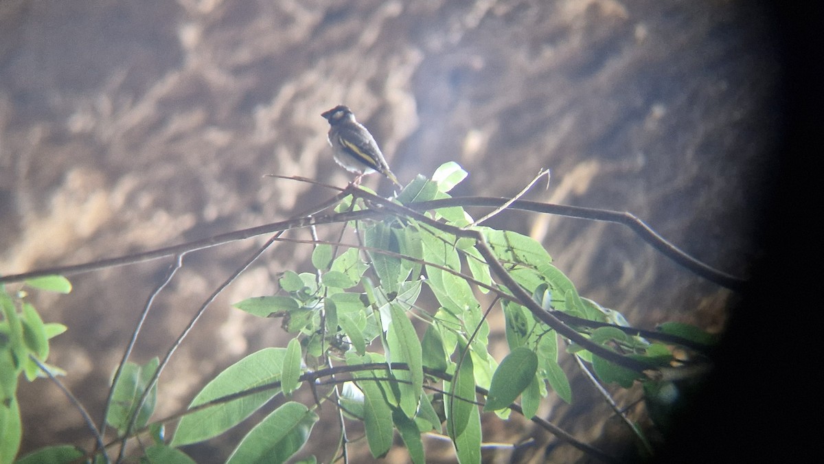 Socotra Grosbeak - ML632299065