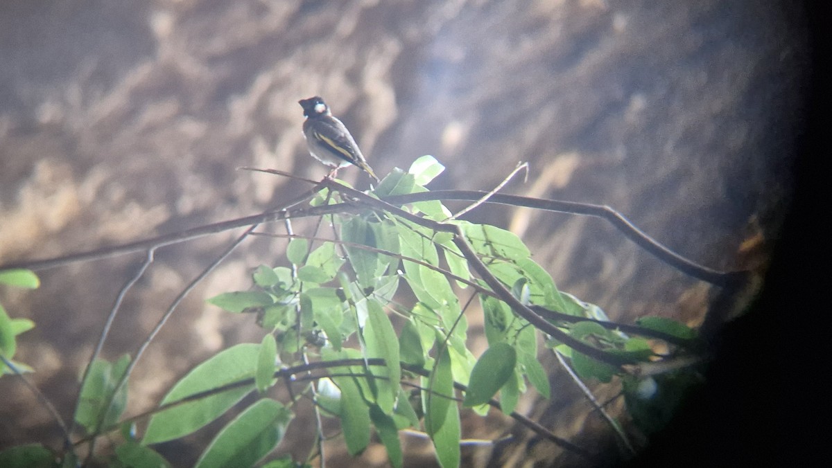 Socotra Grosbeak - ML632299095