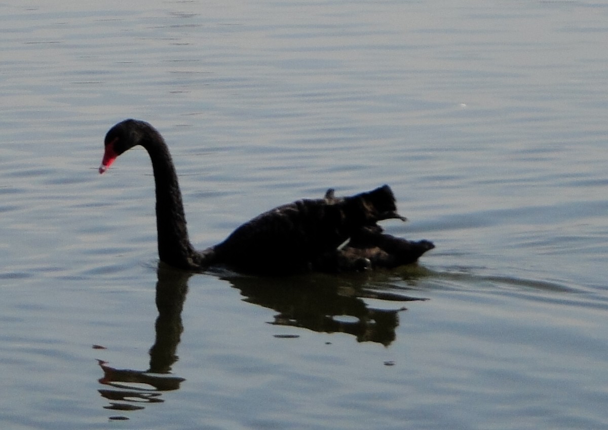 Black Swan - ML632299231