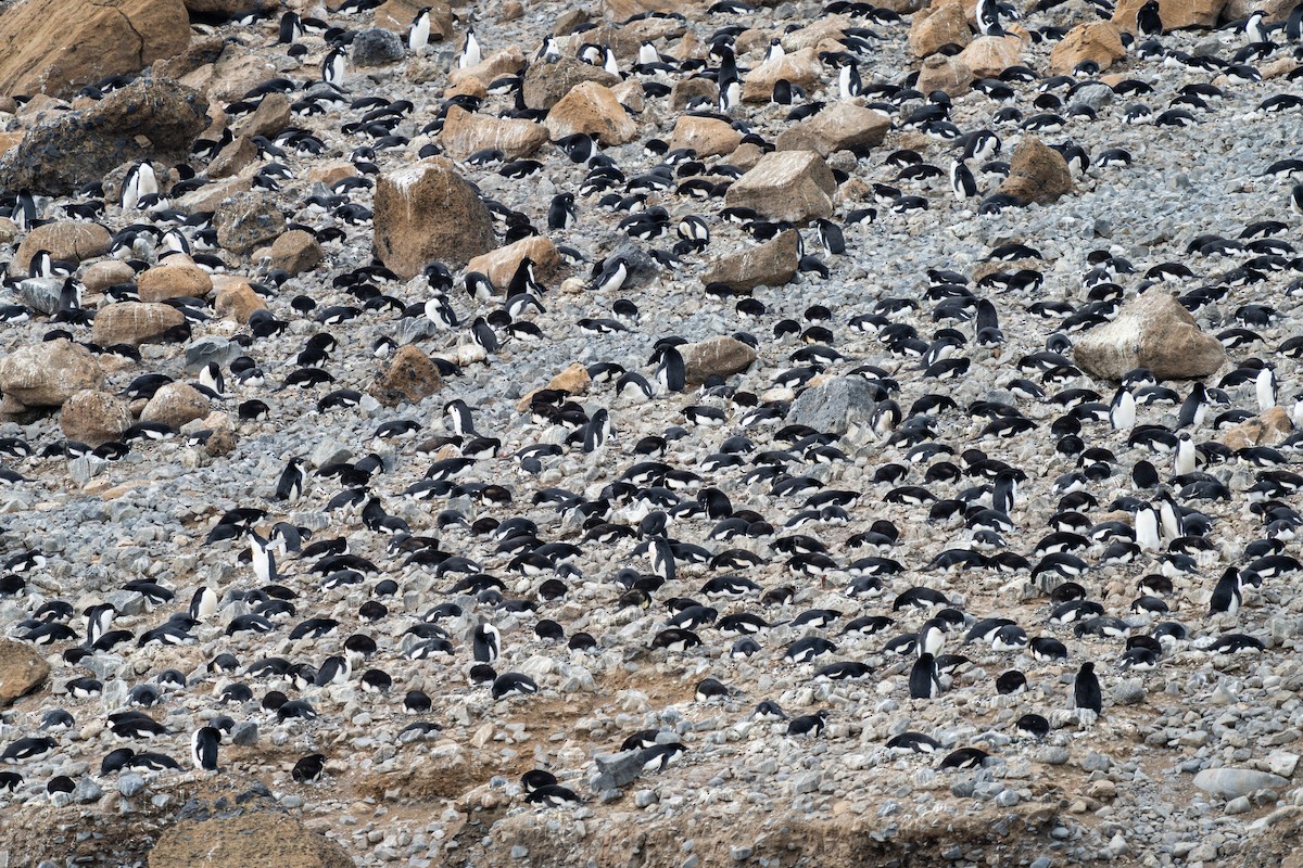 Adelie Penguin - ML632299256