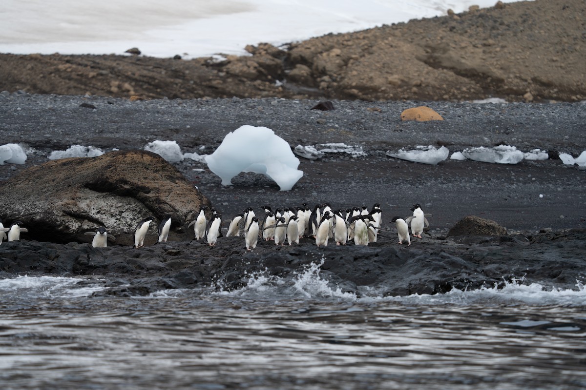 Adelie Penguin - ML632299258