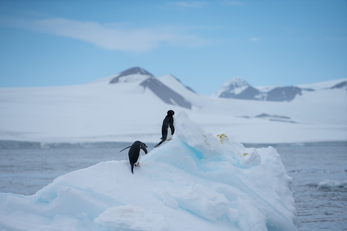 Adelie Penguin - ML632299259