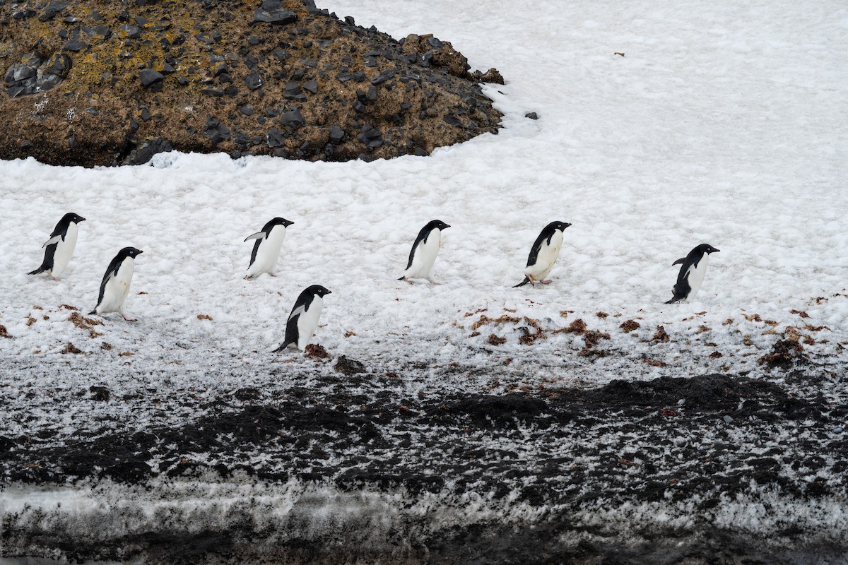 Adelie Penguin - ML632299260