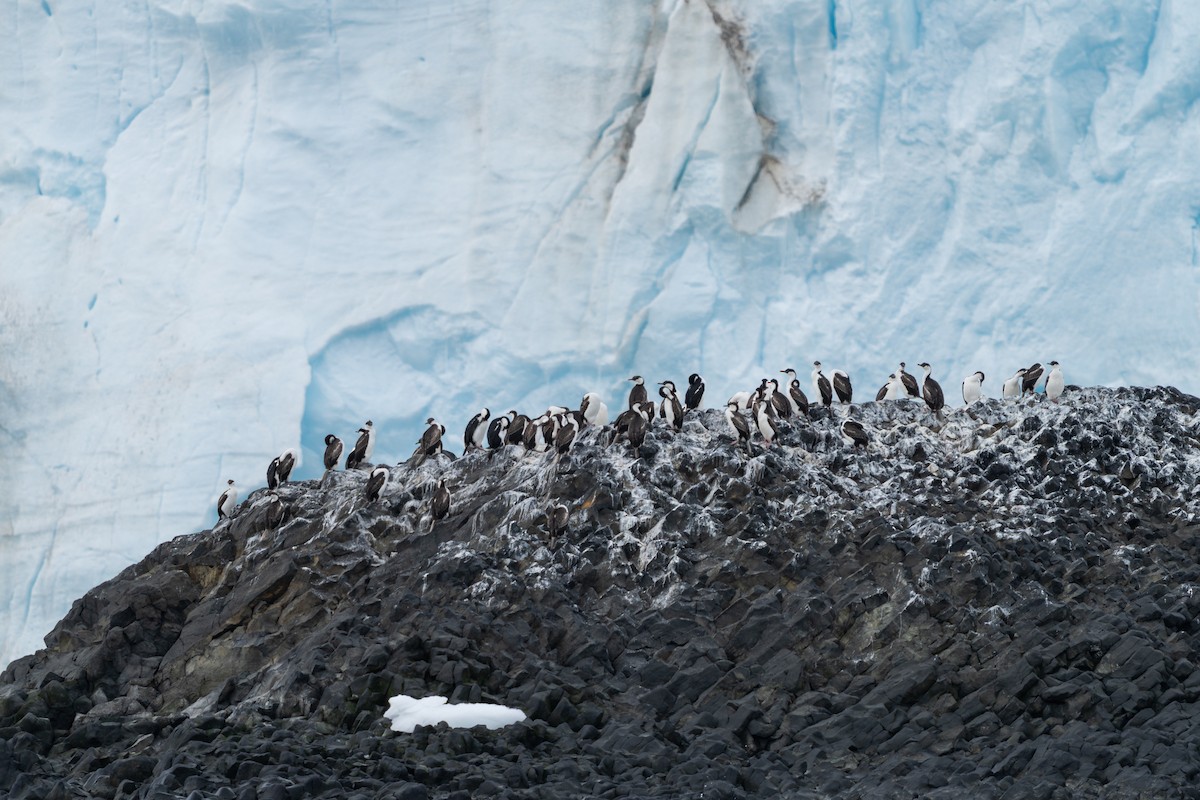Antarctic Shag - ML632299266