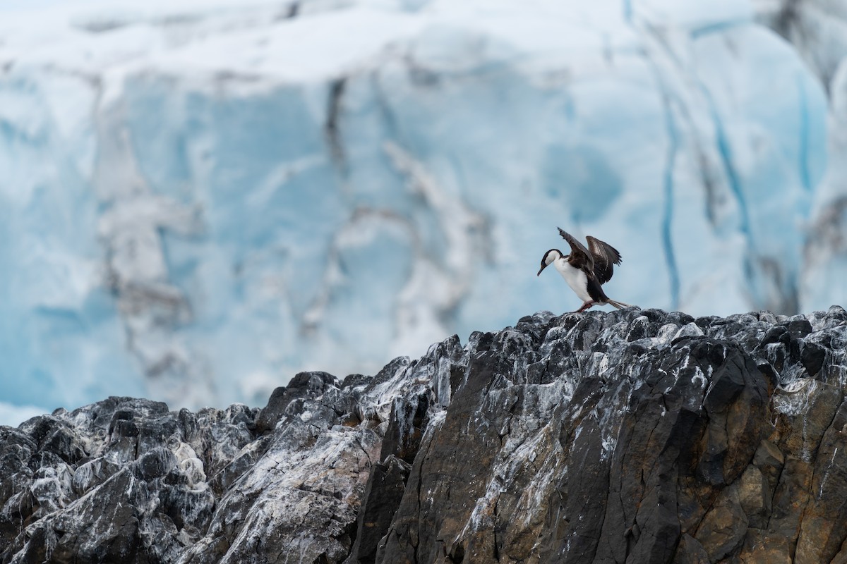 Antarctic Shag - ML632299267