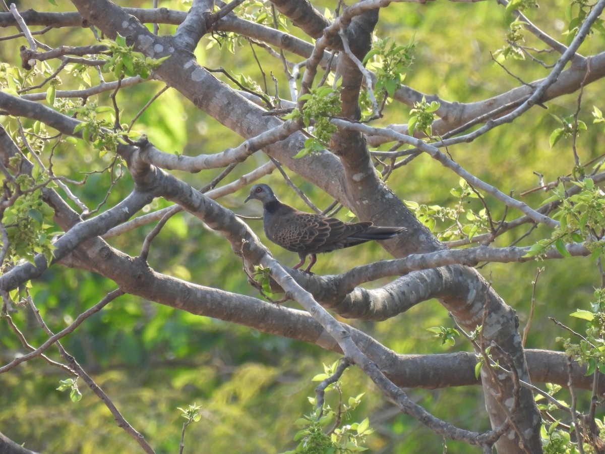 Adamawa Turtle-Dove - ML632299309