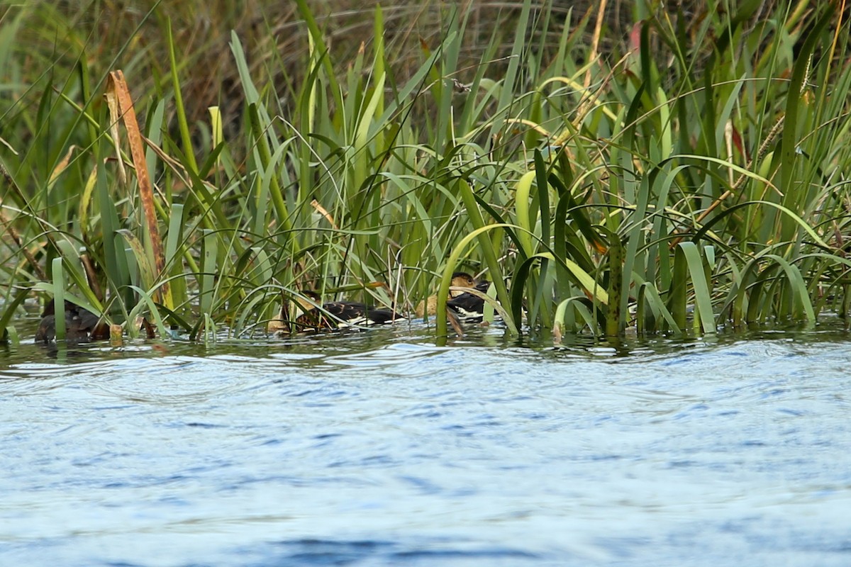 Wandering Whistling-Duck - ML632299340