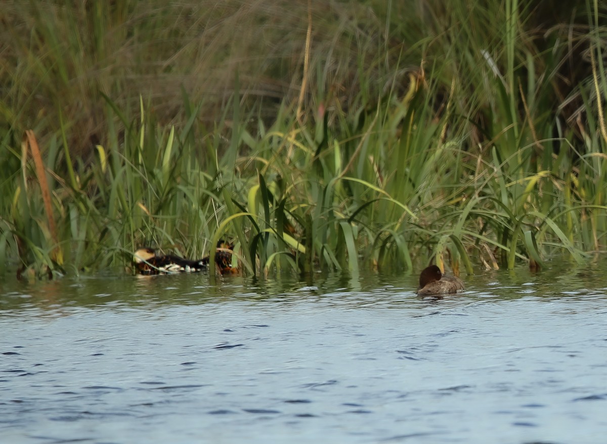 Wandering Whistling-Duck - ML632299356