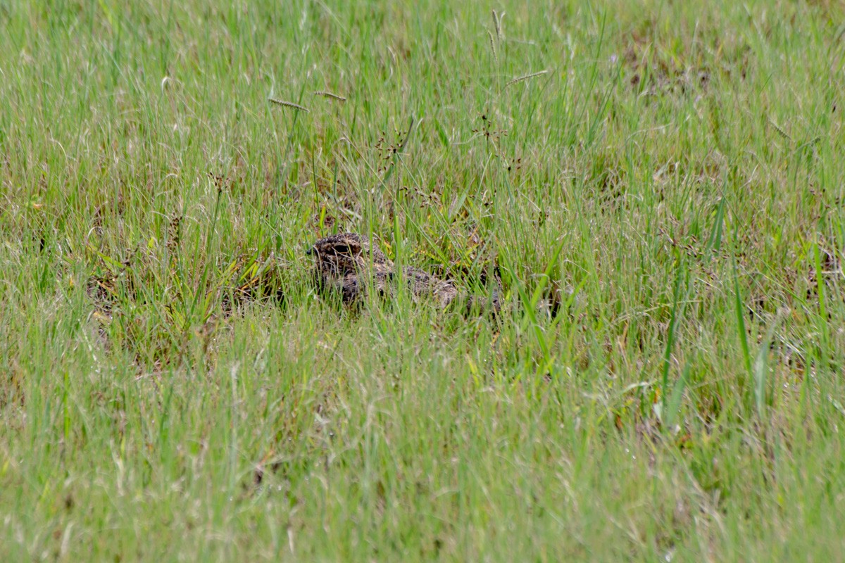 Nacunda Nighthawk - ML632299378