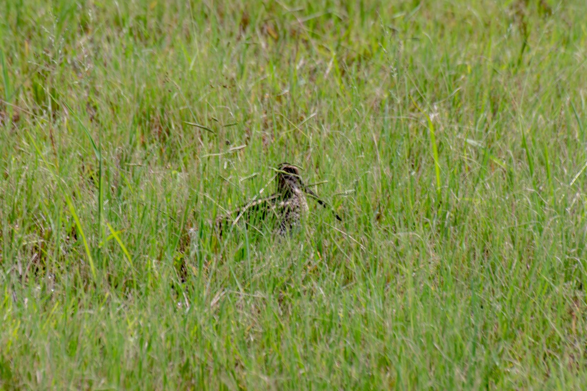 Pantanal Snipe - ML632299385