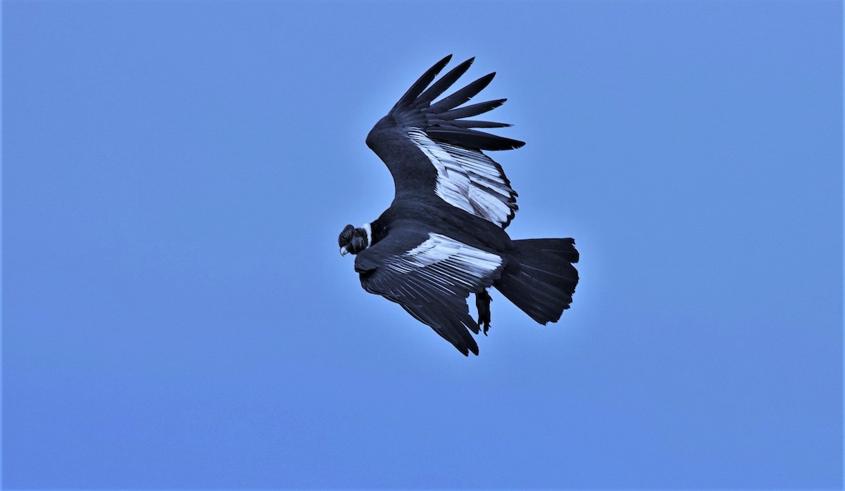 Condor des Andes - ML632299394