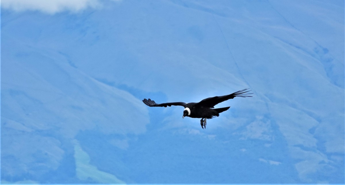 Condor des Andes - ML632299425