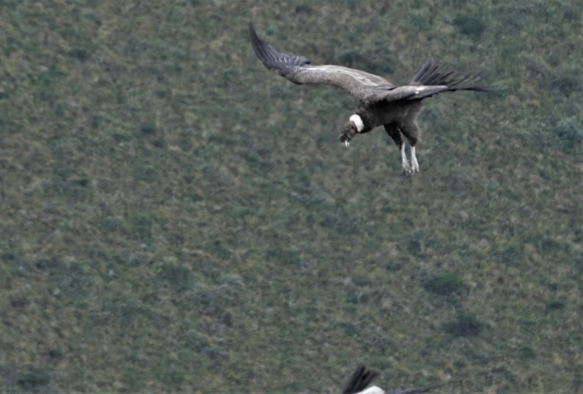 Condor des Andes - ML632299474