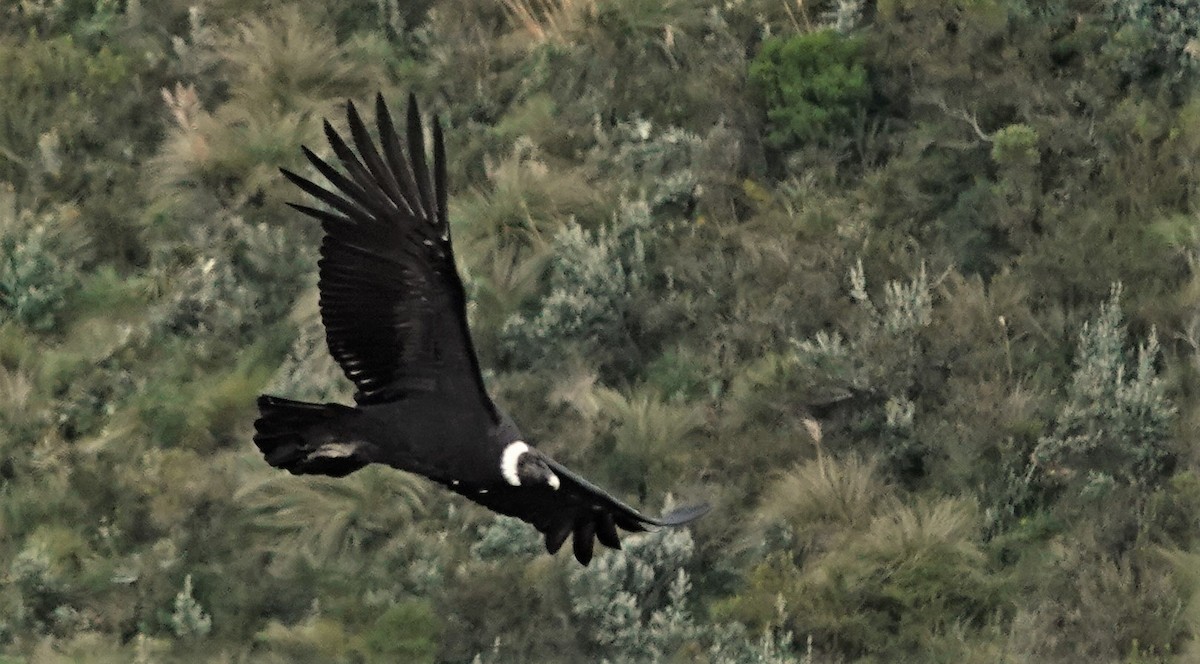 Condor des Andes - ML632299488