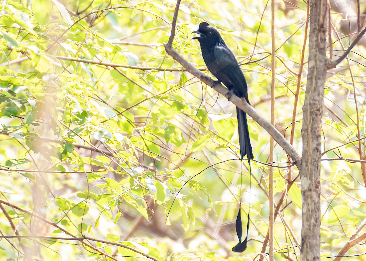 Greater Racket-tailed Drongo - ML632299565