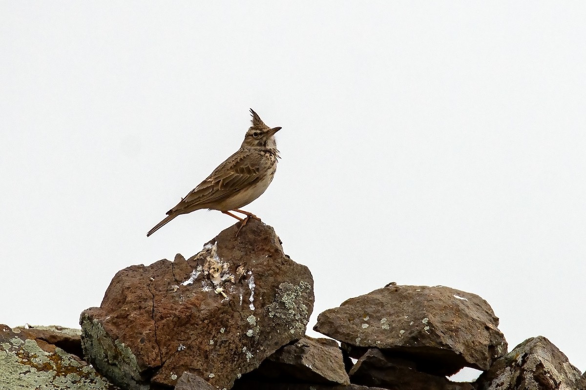 Crested Lark - ML632299584