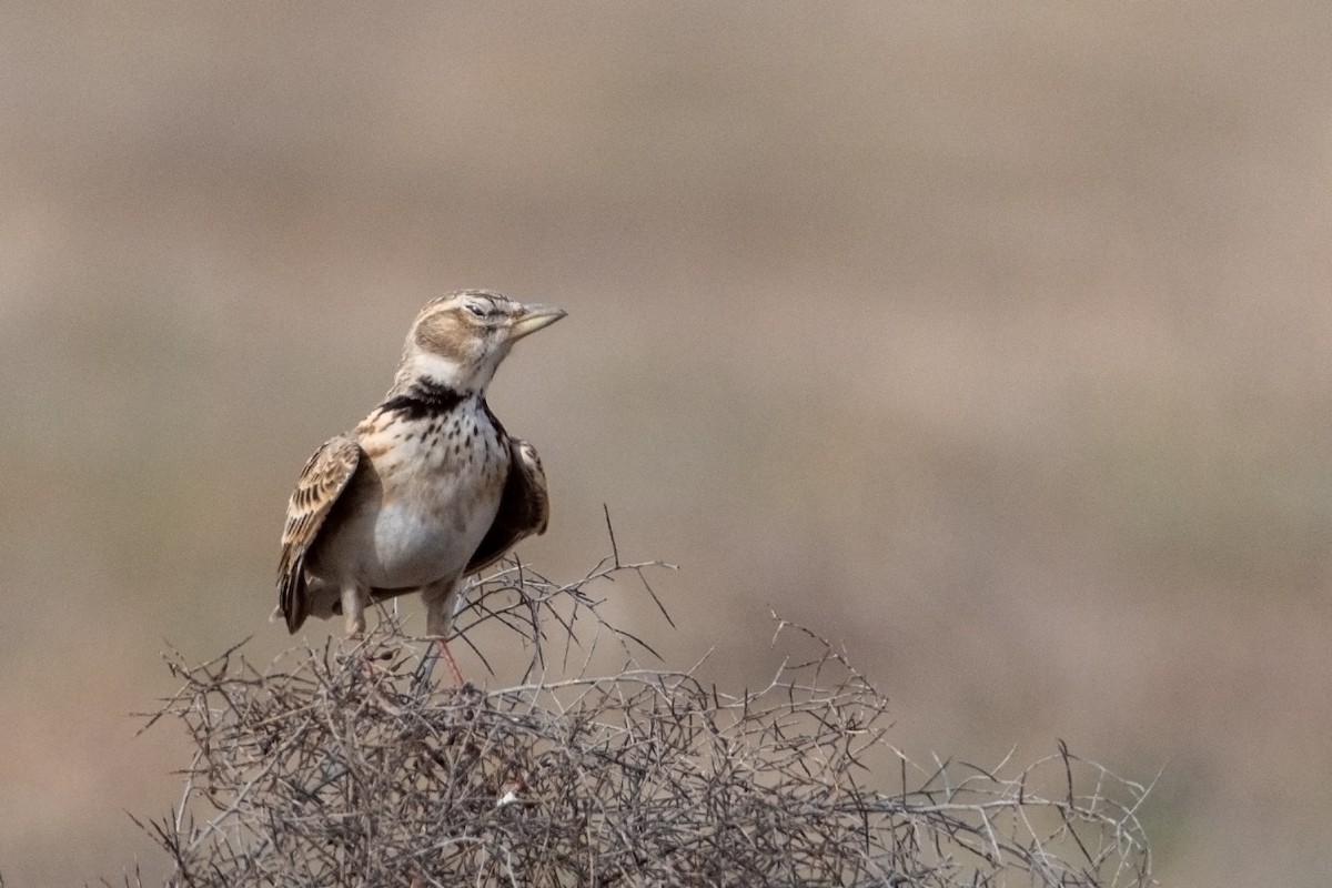 Calandra Lark - ML632299589