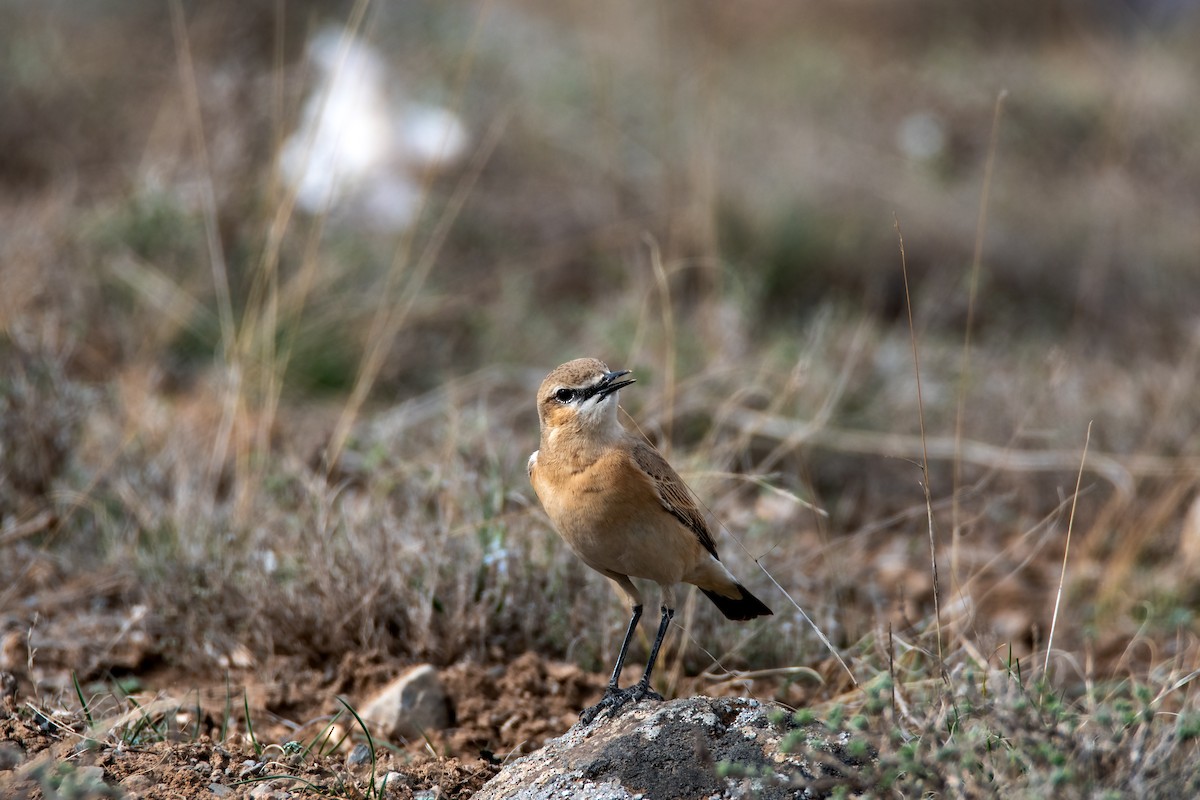 Isabelline Wheatear - ML632299599
