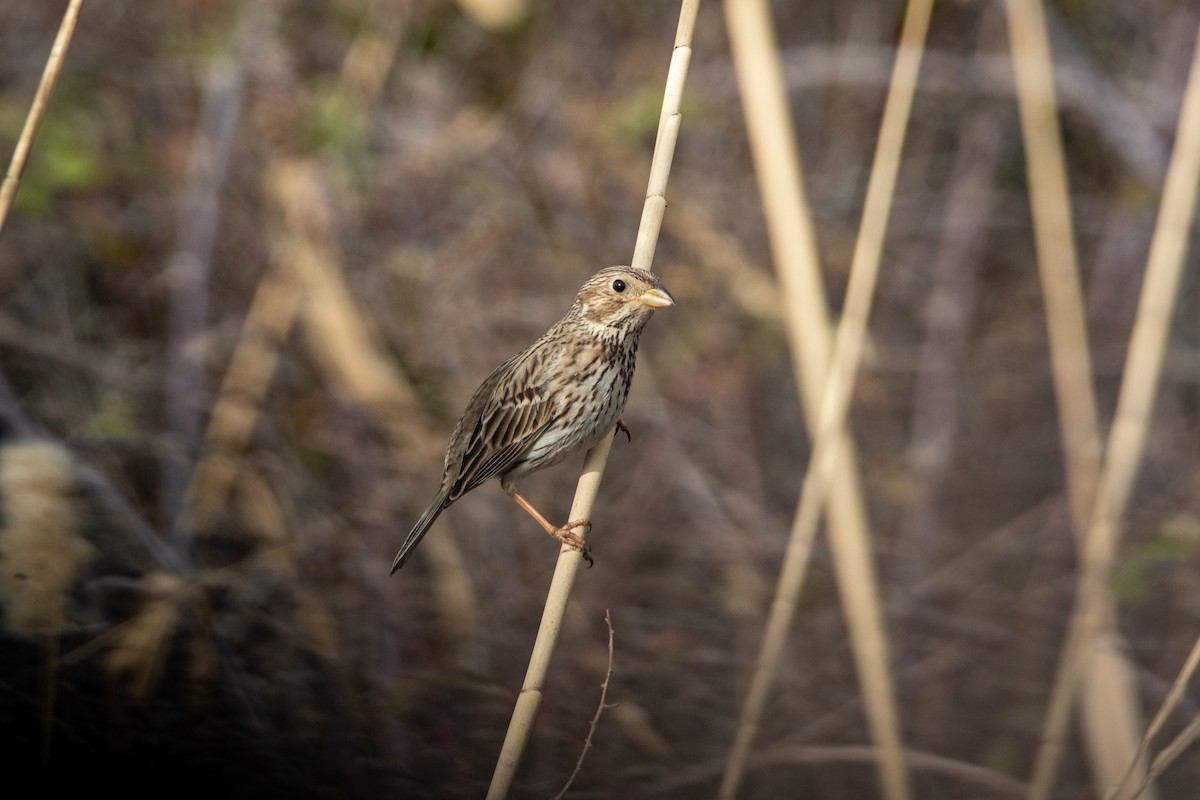 Corn Bunting - ML632299601