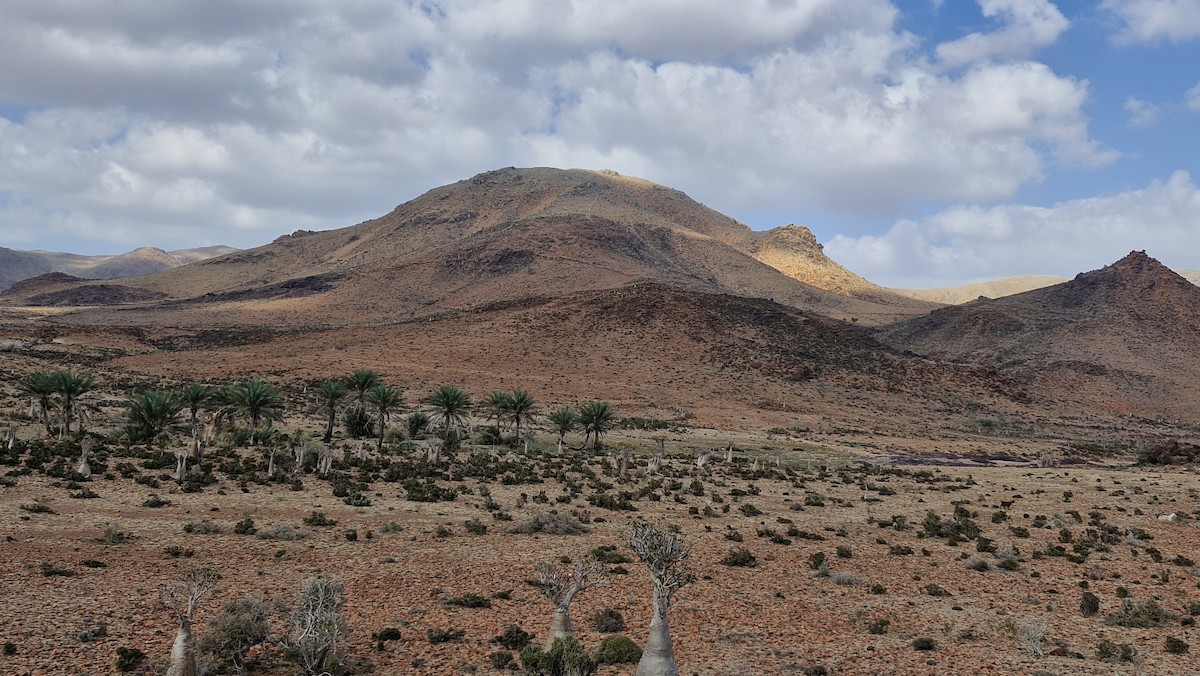 Socotra Bunting - ML632299673