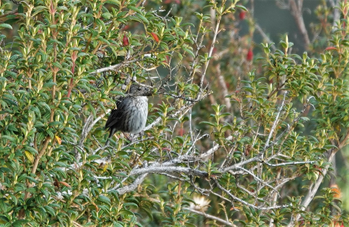 Haplospize plébéien - ML632299734