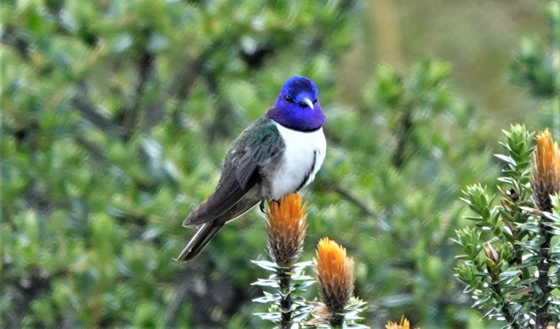 Colibri du Chimborazo - ML632299798