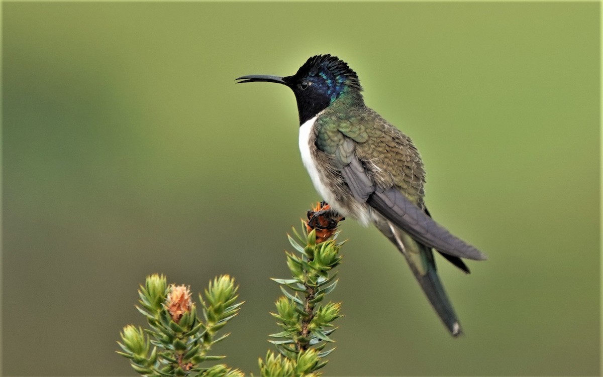 Colibri du Chimborazo - ML632299824