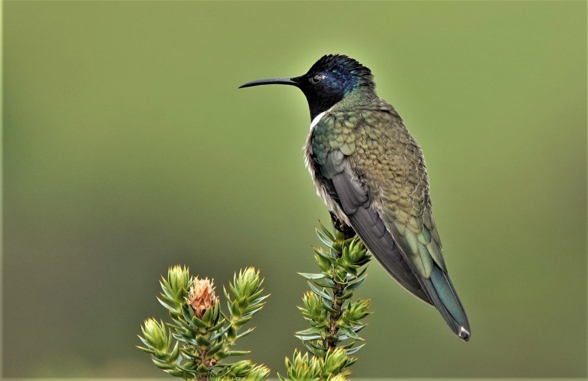Colibri du Chimborazo - ML632299854