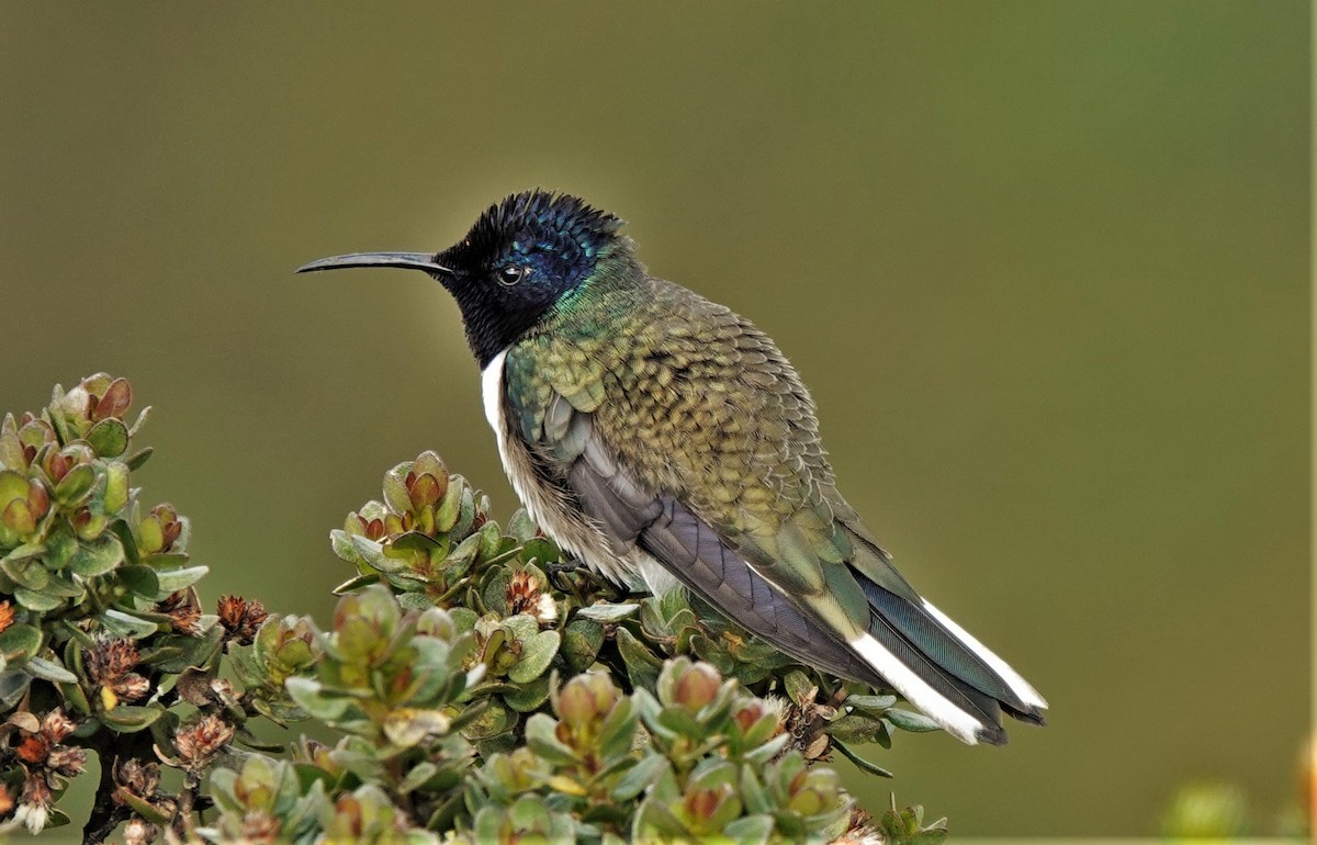 Colibri du Chimborazo - ML632299887