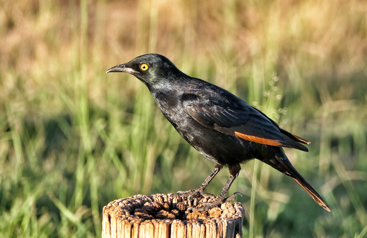 Pale-winged Starling - ML632300034
