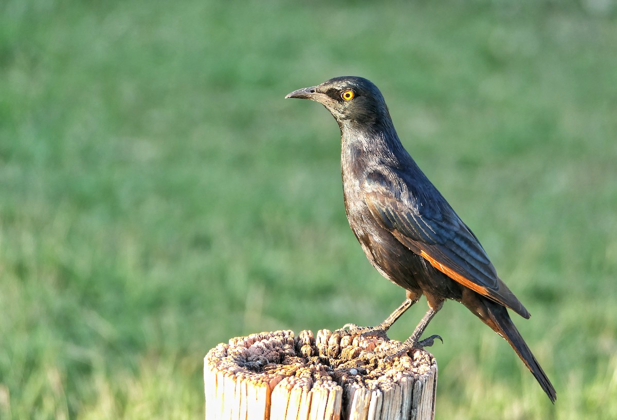 Pale-winged Starling - ML632300035