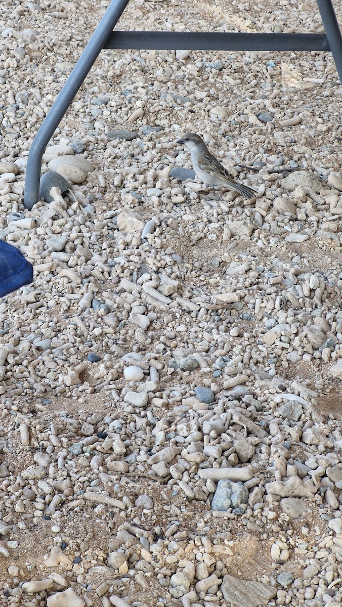 Socotra Sparrow - ML632300232