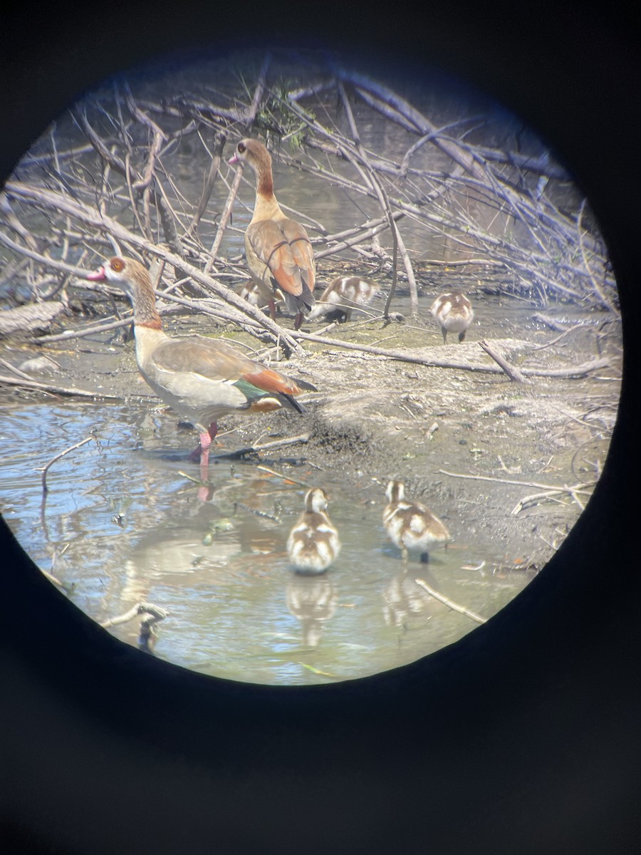 Egyptian Goose - ML632300300