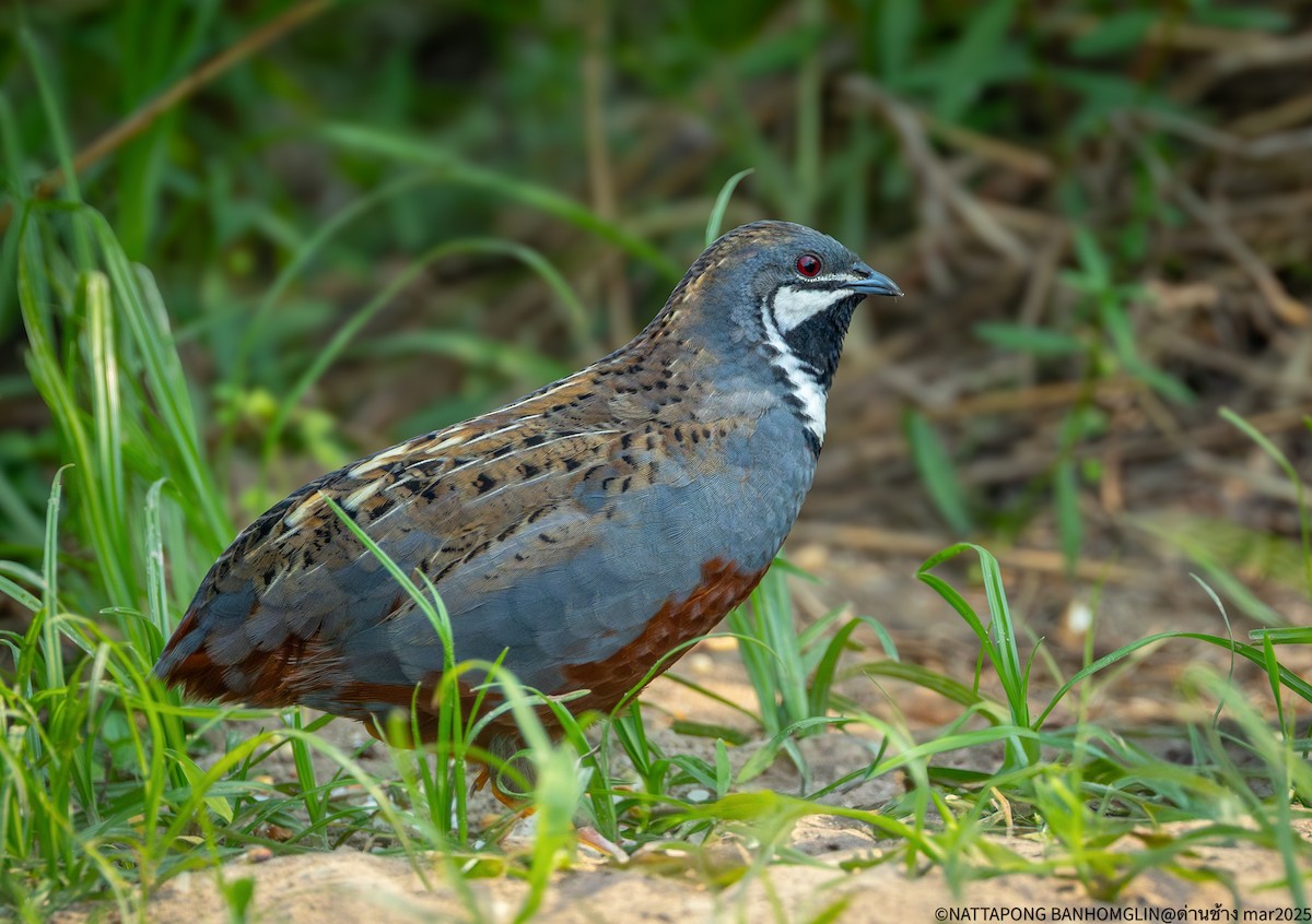 Blue-breasted Quail - ML632300302