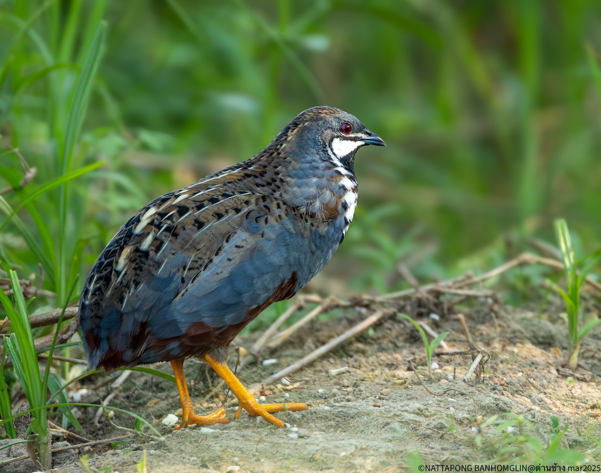 Blue-breasted Quail - ML632300303