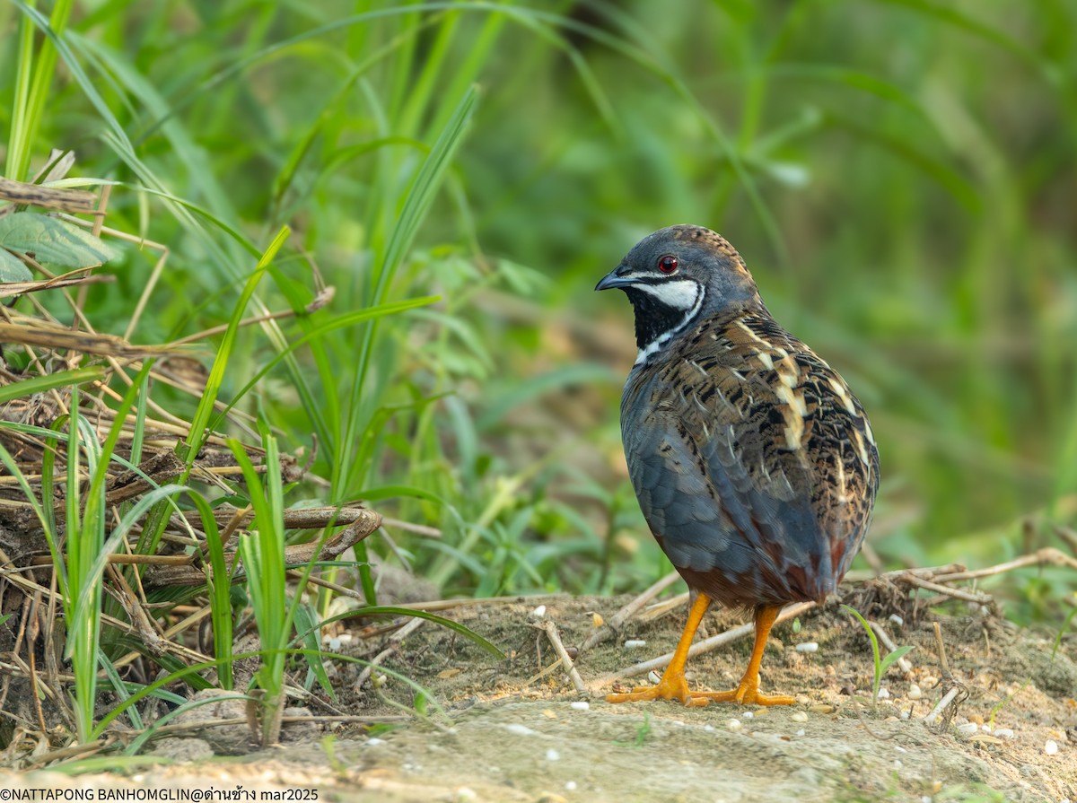 Blue-breasted Quail - ML632300305
